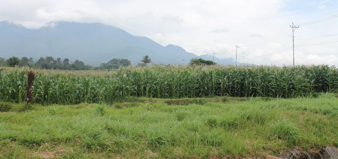 Kebun Jagung, Sumber Foto : Media Center Bengkulu Utara