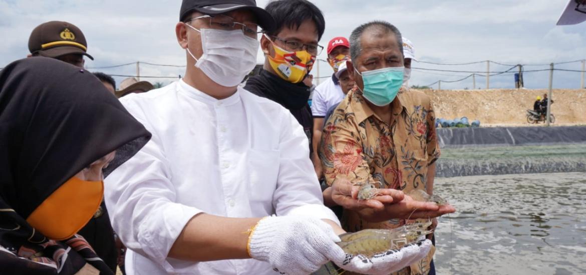 Gubernur Rohidin saat Panen Udang di Desa Linau Kaur