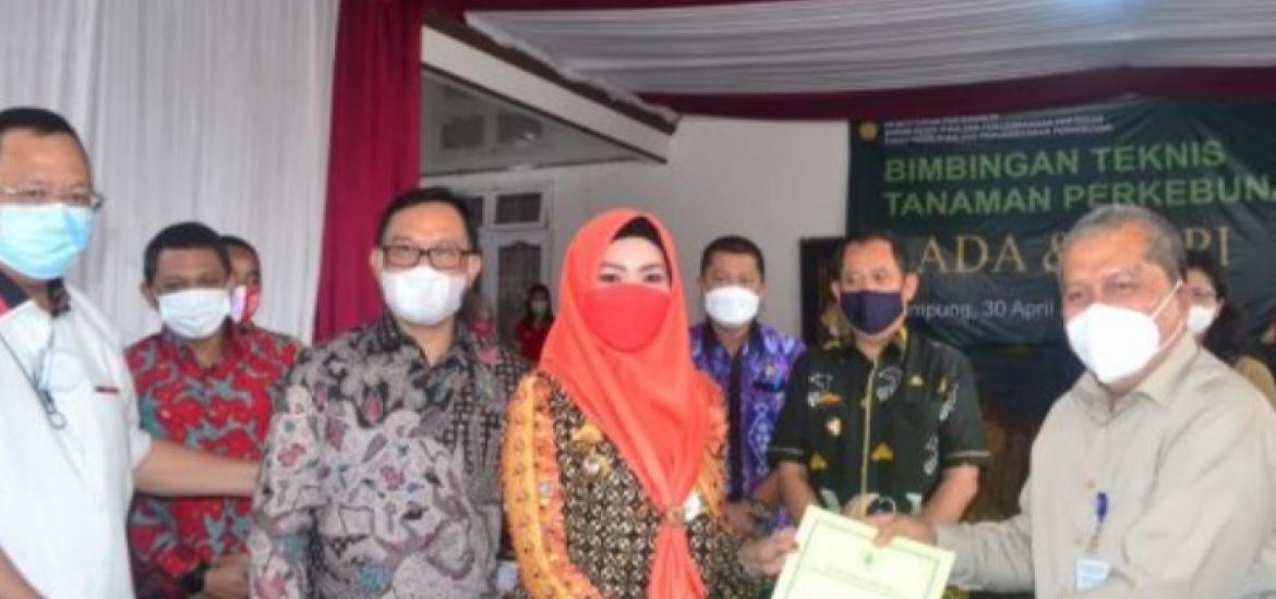 Bimbingan Teknis Menanam Kopi Dan Lada