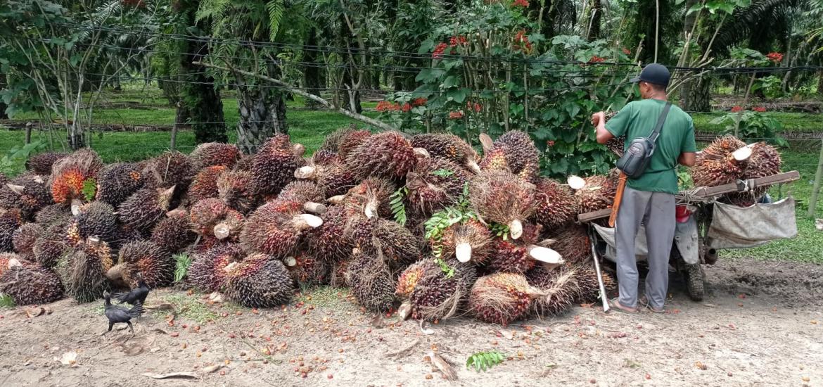Aktivitas Panen Sawit
