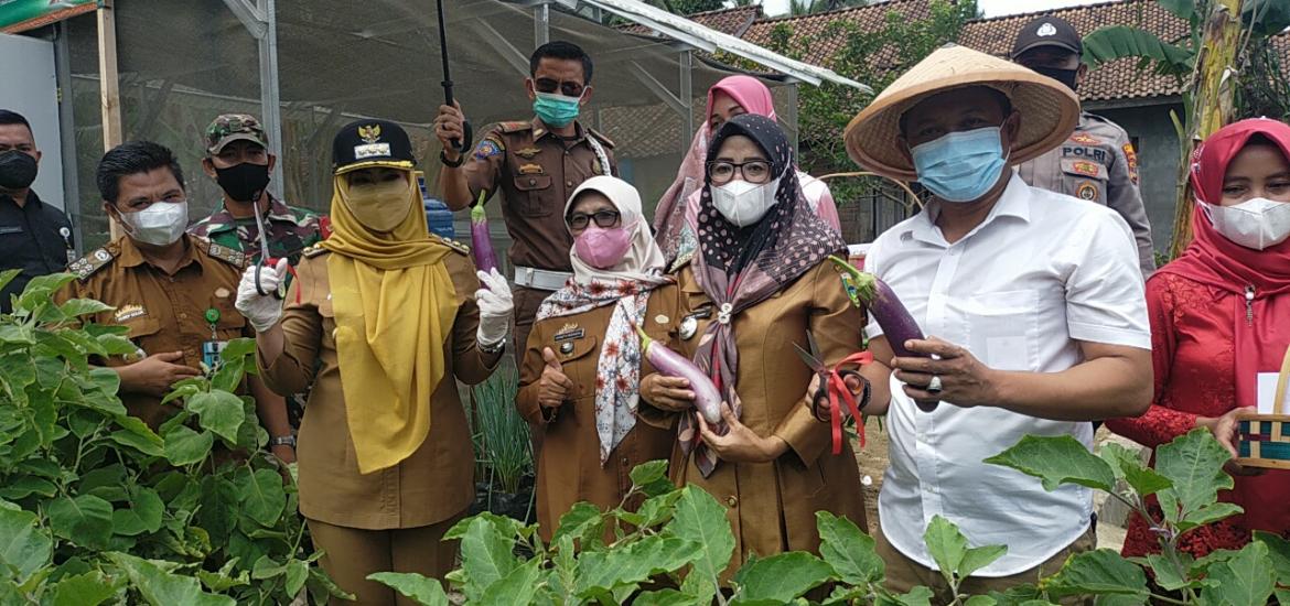 Bupati Tanggamus Berikan Bantamuan Kepada Kelompok Tani