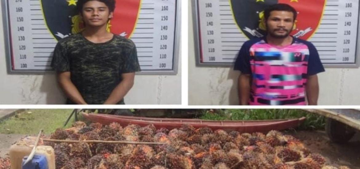 Pencuri buah sawit