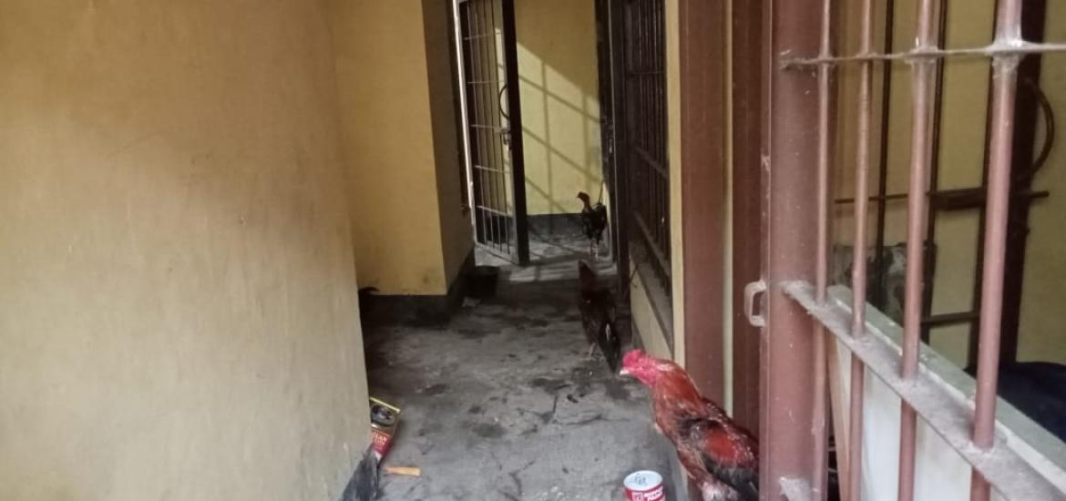 Judi Sabung Ayam, Tujuh Warga Teramang Jaya Diringkus Polisi