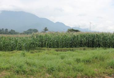 Kebun Jagung, Sumber Foto : Media Center Bengkulu Utara