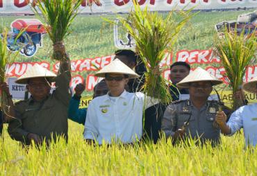 Bupati Kaur bersama Kepala Dinas Tanaman Pangan Holtikultura Provinsi Bengkulu dan  Kepala Dinas Pertanian  Kaur saat panen raya di Desa Talang Tais   Kecamatan Kelam Tengah Kabupaten Kaur