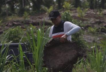  Bupati BS Belajar Replanting Sawit