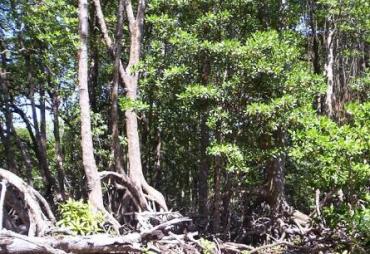 Foto Ilustrasi Hutan Enggano Bengkulu