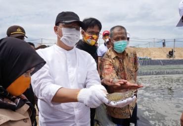 Gubernur Rohidin saat Panen Udang di Desa Linau Kaur