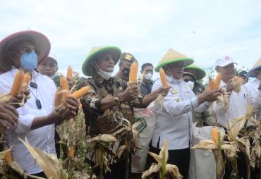 Tanam Jagung