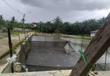  Balai Benih Ikan Pemprov Bengkulu 