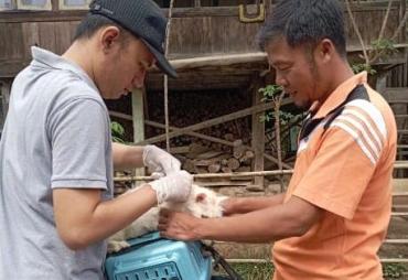 Antisipasi Rabies