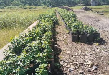 Pemdes Pelangkian Laksanakan Program Ketahanan Pangan…