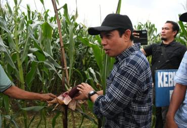 Warga RT 10 Surabaya Sulap Lahan Tidur Jadi Kebun Produktif…